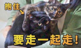 捡来的猫男在线观看,开启奇幻冒险之旅